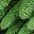 Green Yellow