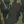 Woodland Camo