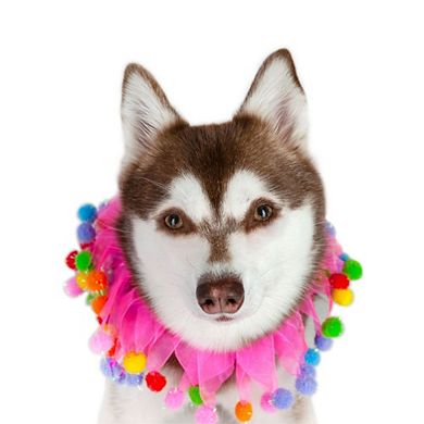 Midlee Birthday Pom Pom Dog Collar