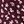 Plum Alice Ditzy