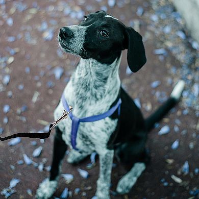 Training Dog Leash, 32.8ft Long Puppy Leashes with Foam Handle for Small Medium Dogs