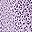 Lavender Petals