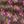 Coffee Ikat Floral