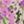 Mineral Blush Floral