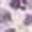 Lavender Dark Blue