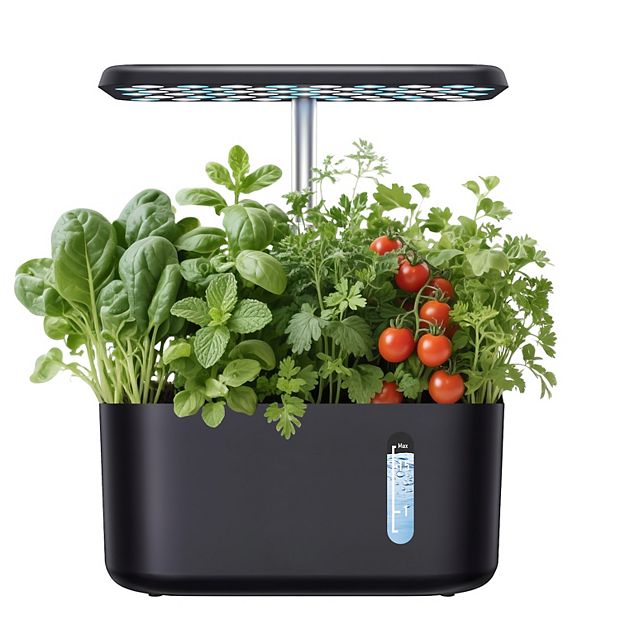 citronella plant benefits Citronella Essential Oil