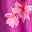 Fuchsia Anita Blooms