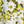 Lime Daisy Floral
