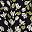 Black Bloom Floral