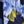 Deep Sea Blue Roses