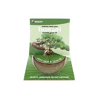 Buzzy Seeds Crackle Ceramic Bonsai Grow Kit