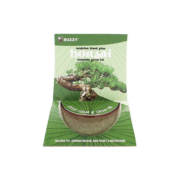 BONSAI出品 Buzzy Seeds Crackle Ceramic Bonsai Grow Kit