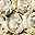 Gold Tone