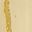 Gold Tone