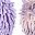 Purplepink Purpleleaf