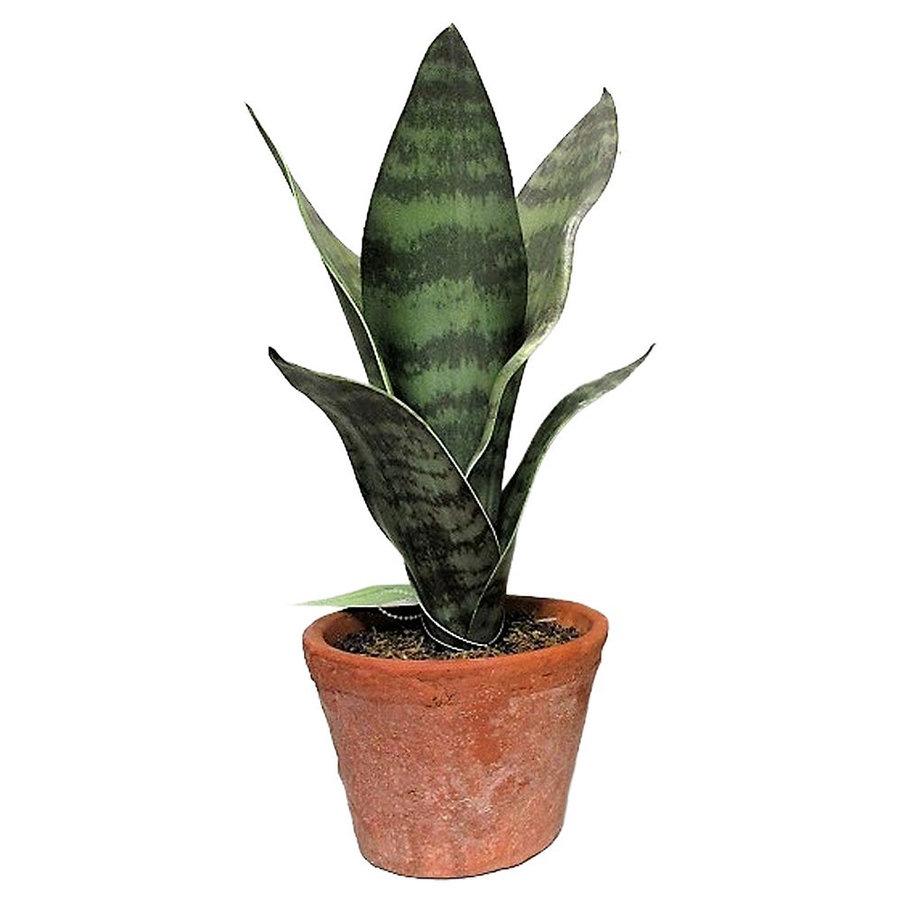 Faux 10-Inch Snake Plant in Terra Cotta Pot