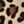 Brown Leopard Spot