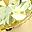 Gold Tone Peridot