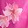 Fuchsia Anita Blooms