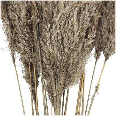 Stella & Eve Dried Plant Grass Home Decor Natural Foliage with Long Stems