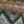 Blue Spruce Grey