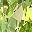 Peridot
