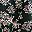 Black Florals
