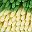 Green Yellow Dark Grey