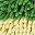 Green Yellow Green