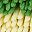 Green Yellow Purple