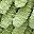 Green Yellow