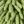 Green Brown