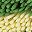 Green Yellow Dark Grey