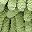 Green Yellow Green