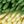 Green Yellow Pink