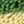 Green Yellow Purple