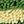 Greenyellow Lightgrey