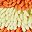 Orange Yellow Purple