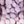 Purple Pink Dark Grey