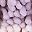 Purple Pink Dark Grey
