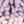 Purple Pink Light Grey