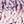 Purple Pink Purple