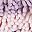 Purple Pink Purple