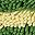 Green Yellow Grey