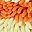Orangeyellowblueyellow