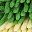 Green Yellow Yellow