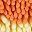 Orange Yellow Yellow