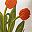 Orange Red Tulip