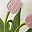 Yellow Pink Tulip
