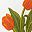 Yellow Red Tulip